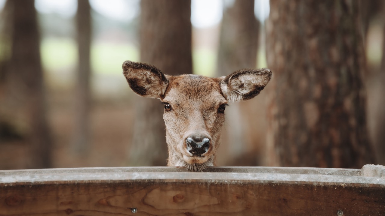A white-tailed deer standing in a fenced enclosure at a zoo.